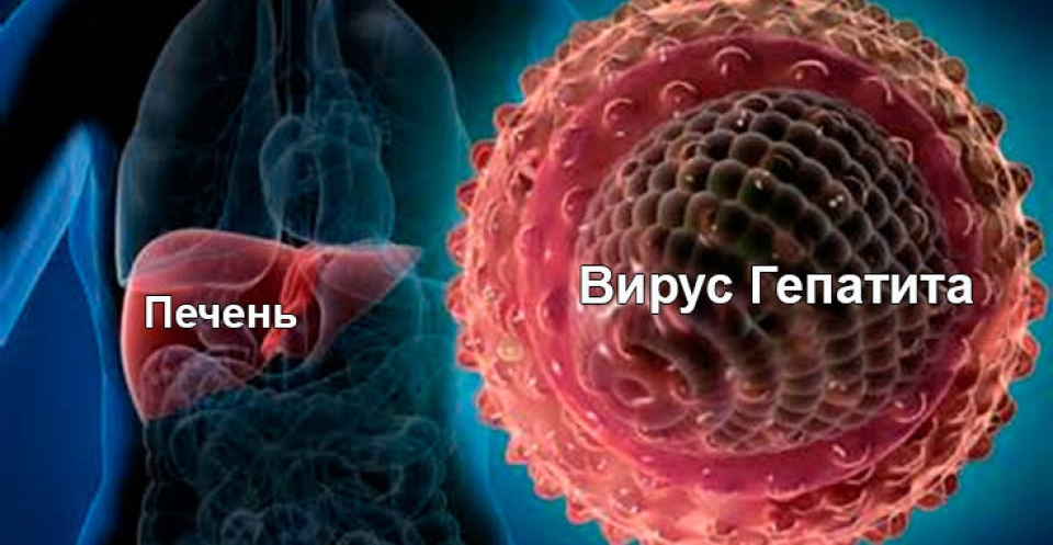 Реферат Острый Вирусный Гепатит В